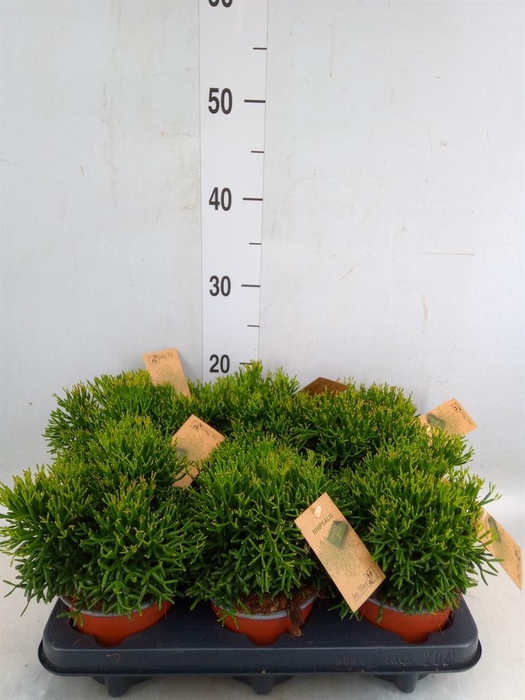 <h4>Rhipsalis   ...</h4>