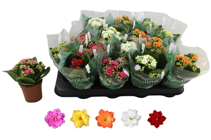 <h4>KAL GE RO GEM 5 KL</h4>