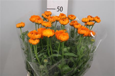<h4>Calend Green Spot Or</h4>