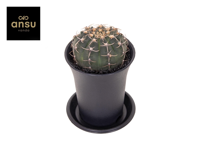 <h4>Gymno Cactus 'Ochoterenae'</h4>