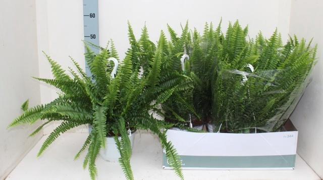 <h4>NEPHR EX SONATA</h4>