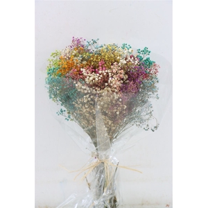 Pres Gypsophila Panic Rainbow Bouquet