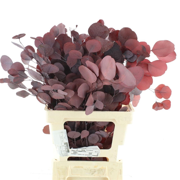 <h4>Pres Populus Stabilisato Red</h4>