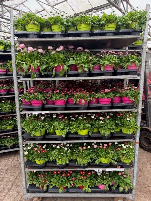 <h4>BELLIS P MIXK</h4>