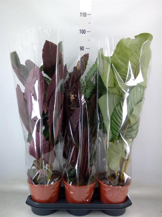 <h4>Calathea   ...mix</h4>