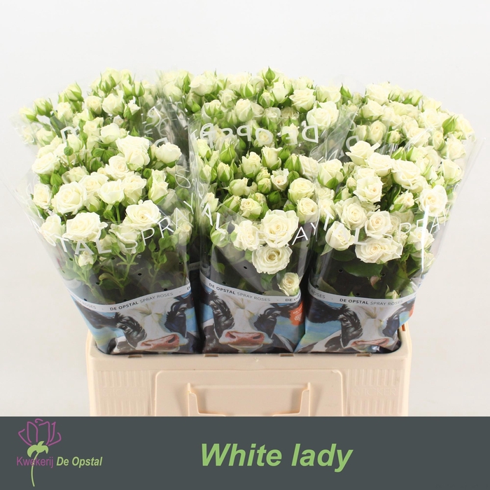 <h4>R Tr White Lady</h4>