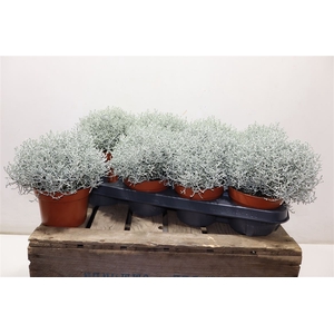 arr8 Calo Whimsy Silver