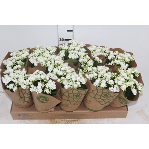 KALANCHOE DOBRADO P11 BRANCO