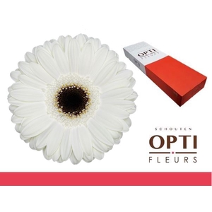 Gerbera White House Doos