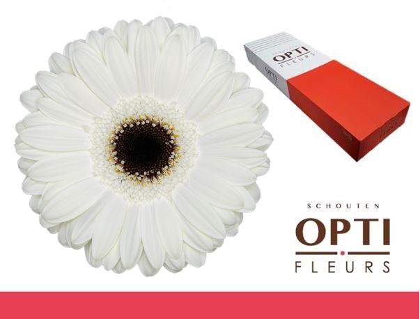 <h4>Gerbera White House Doos</h4>