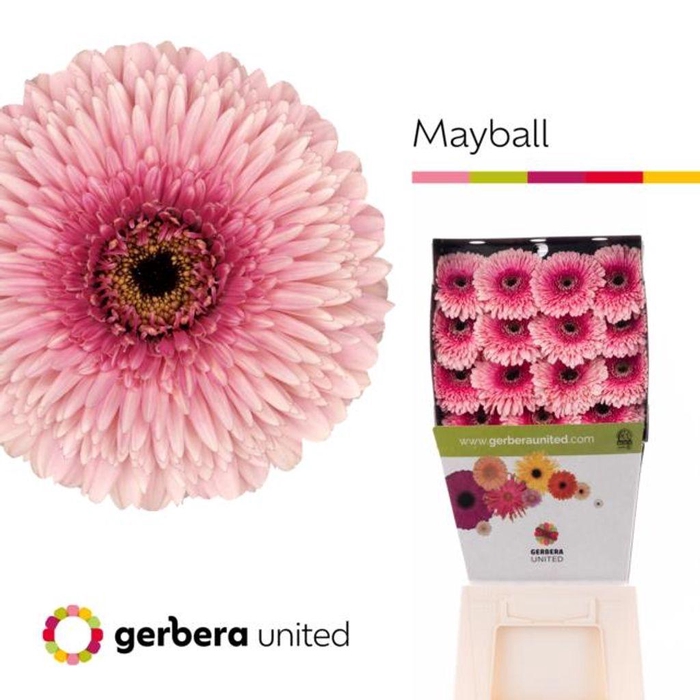 <h4>Gerbera diamond pomponi mayball</h4>