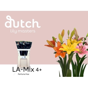 LI LA GEM IN FUST# 4+