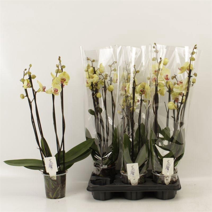 <h4>PHAL DESERT BREEZE</h4>