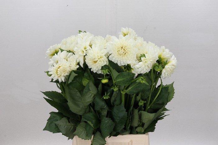 <h4>Dahlia Boom Boom White</h4>