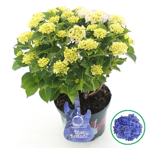 Hydrangea macr. Music Collection® 'Blue Ballad'® C5 (23cm.) Kn.