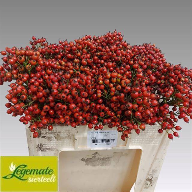 <h4>Rosa Magic Sunset Legemate</h4>