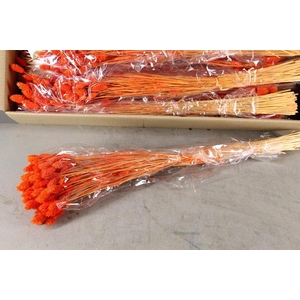 Df Phalaris Bs Orange 100g