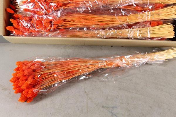 Df Phalaris Bs Orange 100g