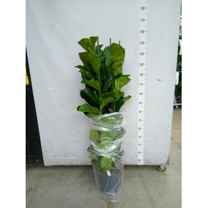 Ficus lyrata 'Bambino'