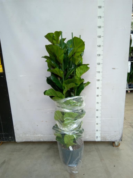 <h4>Ficus lyrata 'Bambino'</h4>