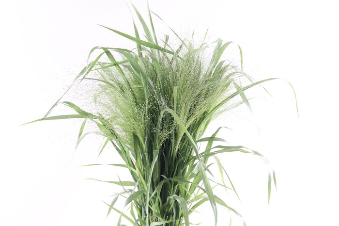 <h4>Panicum Fountain Extra</h4>