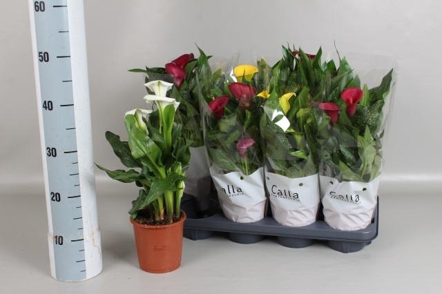 <h4>ZANT GEM 4 KL</h4>