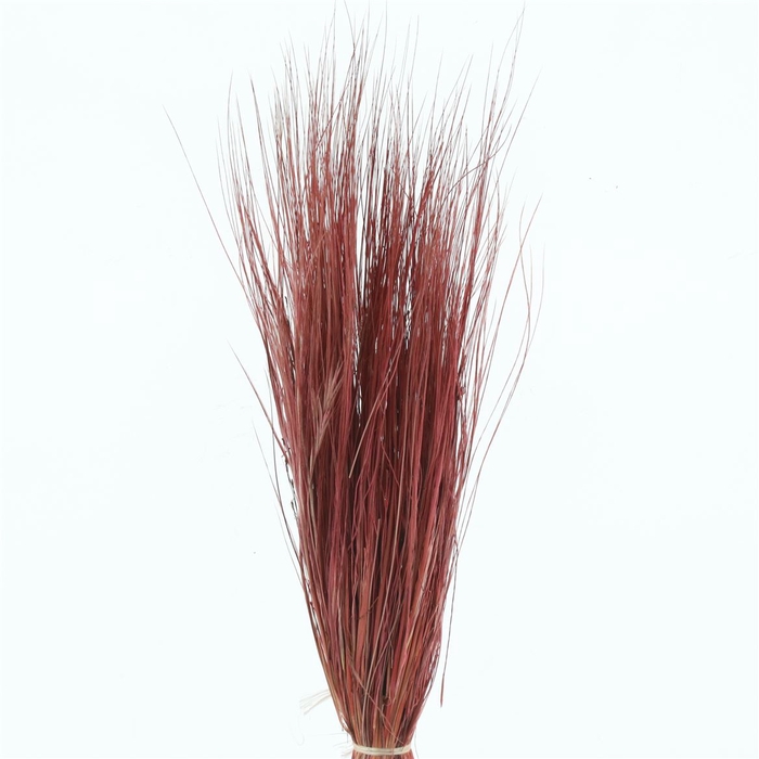 <h4>Dried Stypa Penata Cerise/red Bs</h4>