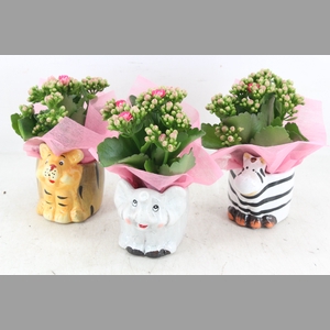 arr2 JS - Ker. zoo animals - roze