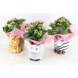 arr2 JS - Ker. zoo animals - roze
