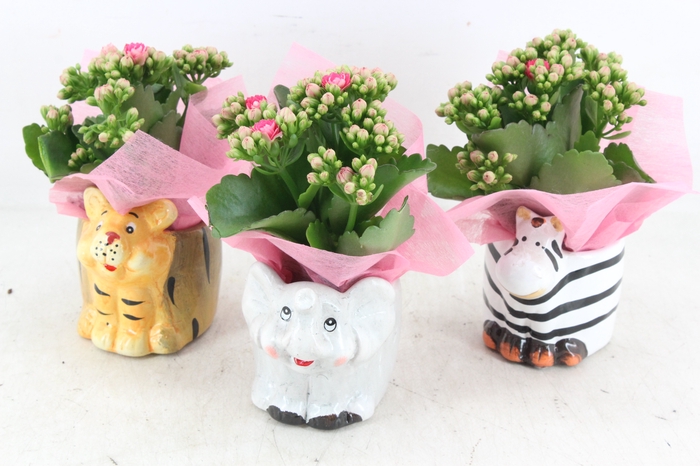 <h4>arr2 JS - Ker. zoo animals - roze</h4>
