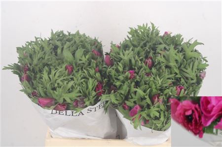 <h4>Anemone Mistral Fuchsia</h4>