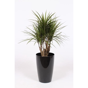 Dracaena marginata in Santorini pot 
