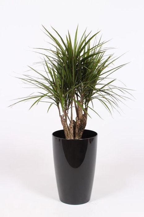 <h4>Dracaena marginata in Santorini pot "antraciet"</h4>