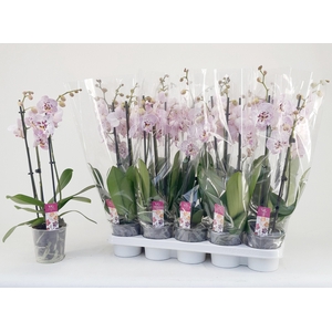 PHAL OV ROZE