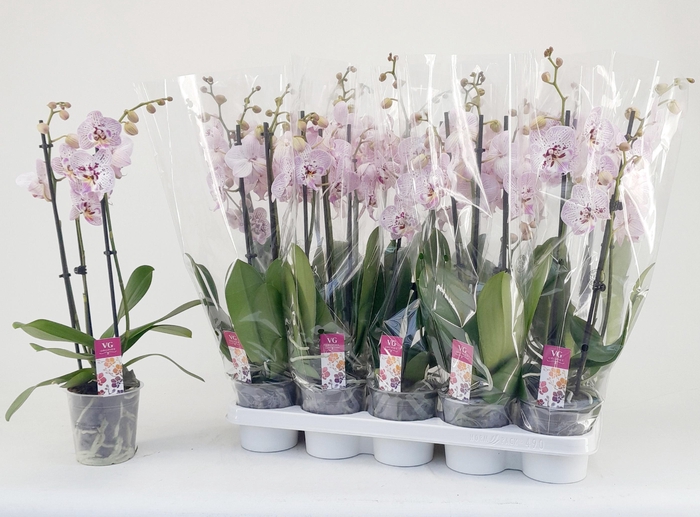 <h4>PHAL OV ROZE</h4>
