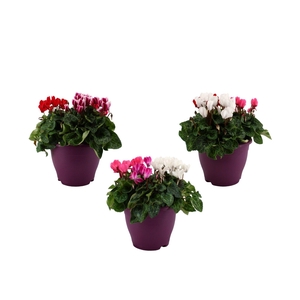 Cyclamen karnaval in 19 cm terras pot