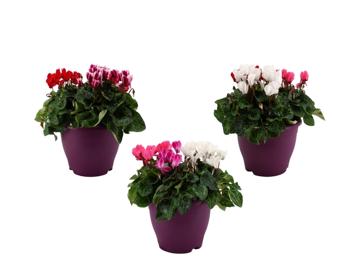 <h4>Cyclamen karnaval in 19 cm terras pot</h4>