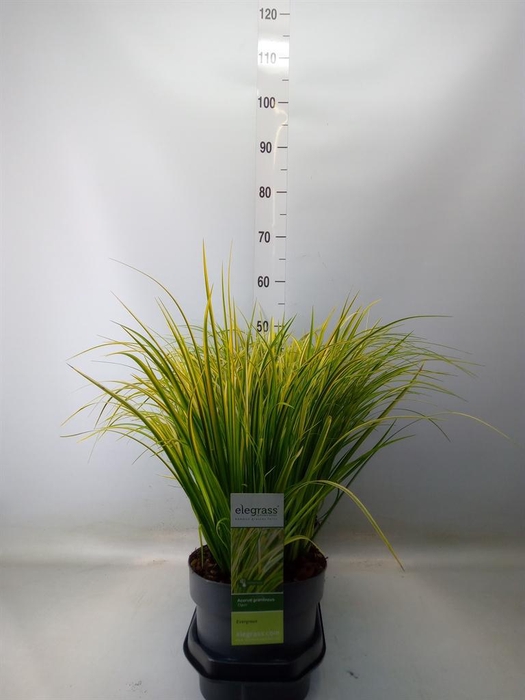 <h4>Acorus gramineus 'Ogon'</h4>