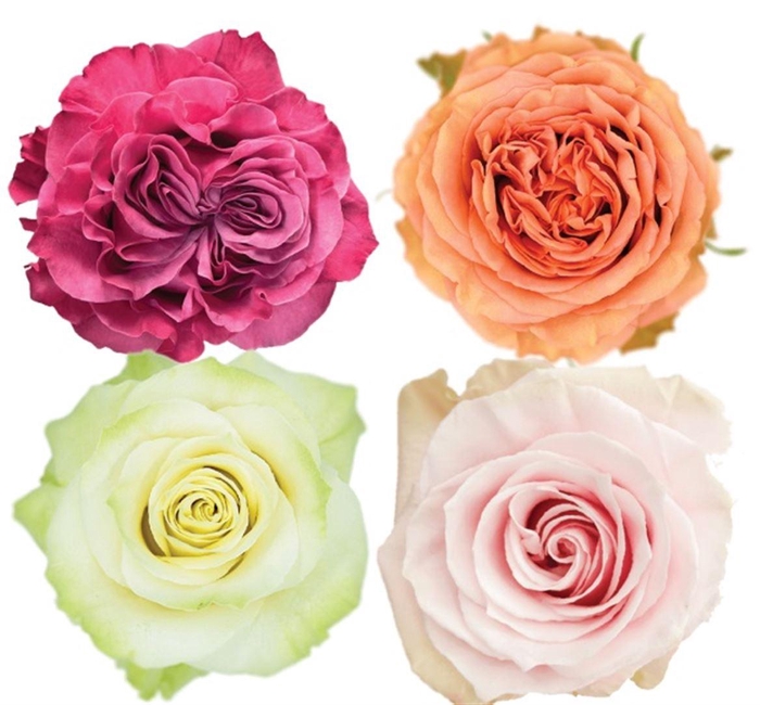 <h4>R Gr Mixbox Pastel</h4>