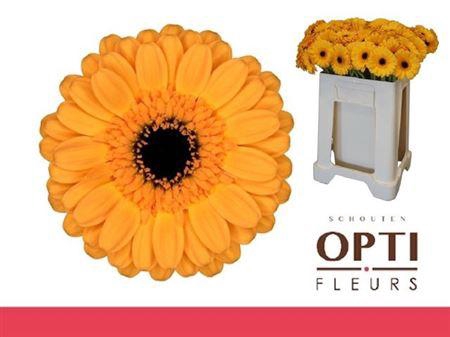 <h4>Ge Mi Tweety</h4>