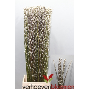 SALIX CA SNOW FLAKE