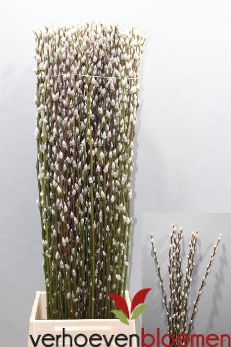 <h4>SALIX CA SNOW FLAKE</h4>