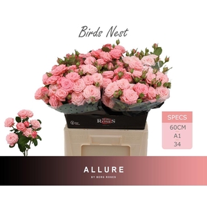 Rosa spray birds nest+