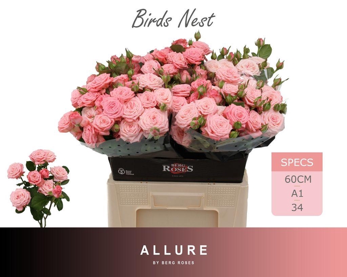 <h4>Rosa spray birds nest+</h4>
