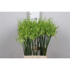 Allium Fido Dido