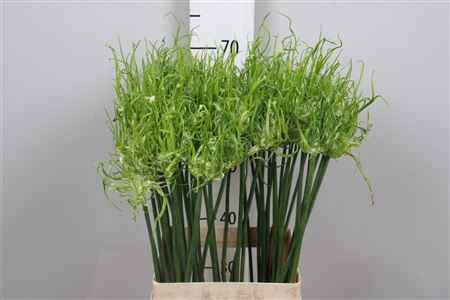 <h4>Allium Fido Dido</h4>