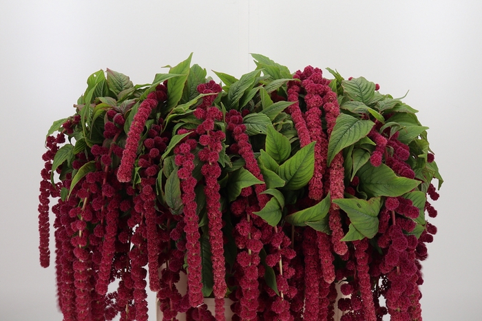 <h4>Amaranthus Caudatus Rosary</h4>