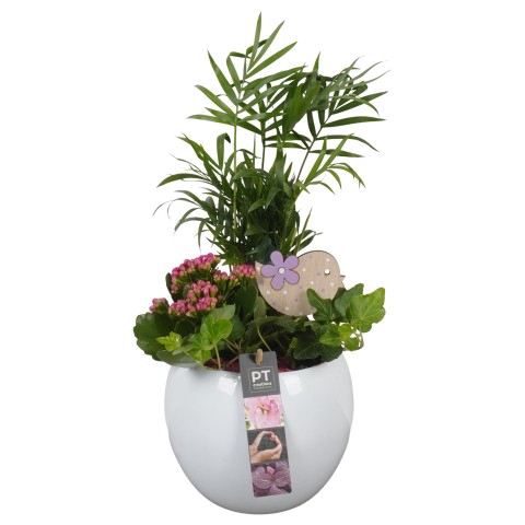 PTIB7498 Arrangementen kamerplanten