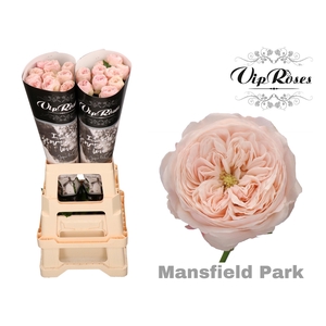 R KL MANSFIELD PARK x20