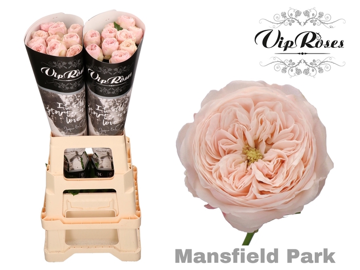 <h4>R KL MANSFIELD PARK x20</h4>